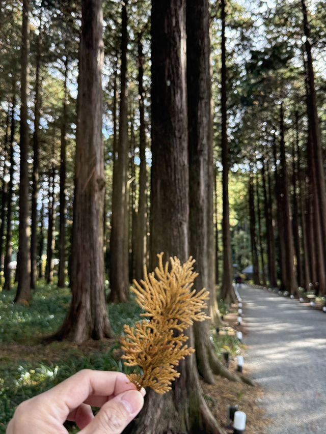 Quineville Fall Vibes & Fuji Views: Ultimate 3-Day Itinerary 🍁🌄