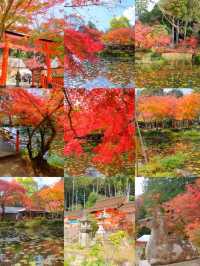 京都小眾紅葉秘境✨大原野神社の私藏打卡指南