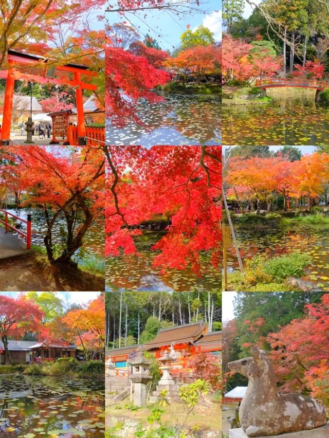 京都小眾紅葉秘境✨大原野神社の私藏打卡指南 京都小眾紅葉秘境✨大原野神社の私藏打卡指南