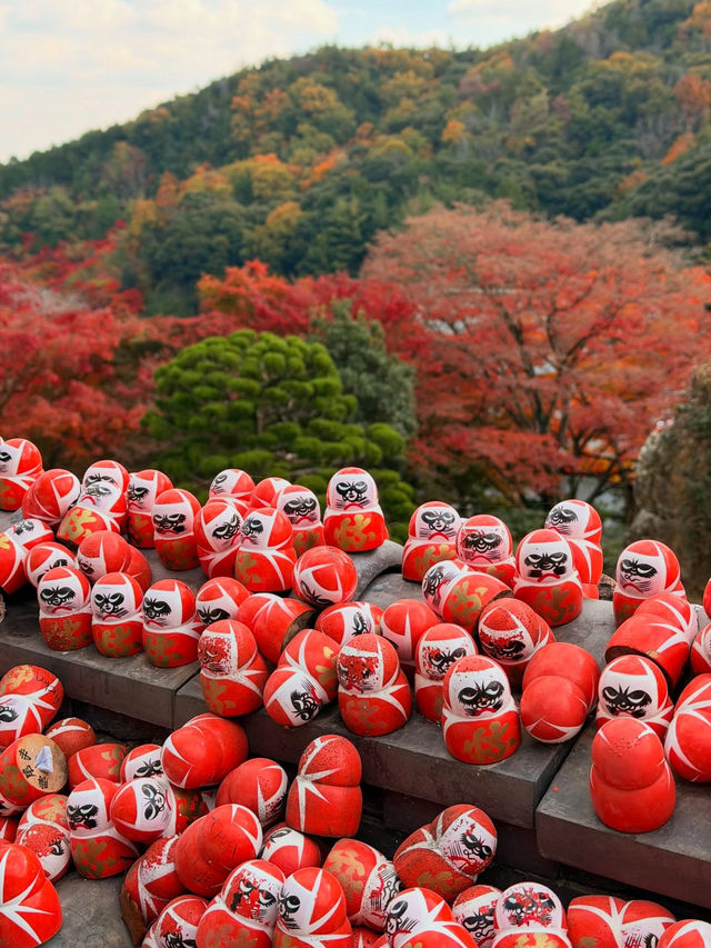 หลงเสน่ห์ใบไม้แดงญี่ปุ่น สีสันสุดประทับใจ🍁🥰 หลงเสน่ห์ใบไม้แดงญี่ปุ่น สีสันสุดประทับใจ🍁🥰