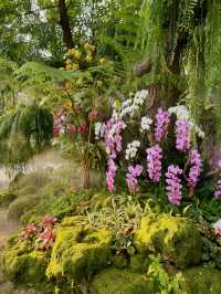 “Lampang Orchid & Aurora Festival”