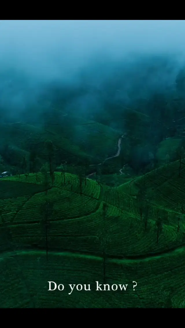 스리랑카 🇱🇰