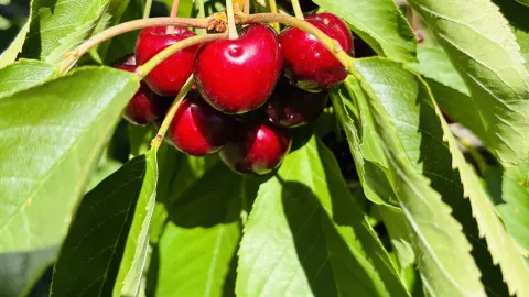 Cherry Picking Season Exclusive Guide — traveler post in Orange
