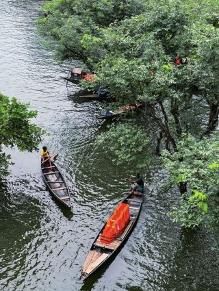🌿🚤 Ratargul Swamp Forest — Bangladesh’s Magical Water Forest 🇧🇩

Hidden among the green landscapes of Sylhet, Ratargul Swamp Forest is one of the most unique natural destinations in Bangladesh. Often described as a “water forest,” Ratargul offers an experience that feels completely different from a typical forest trip.

Located in Gowainghat Upazila of Sylhet District, Ratargul is a freshwater swamp forest where parts of the forest become submerged during the rainy season. Exploring the forest by boat while surrounded by trees and calm water is an unforgettable experience. 🌳💚

🌊 Why Is Ratargul Special?

Unlike ordinary forests, Ratargul changes dramatically with the seasons. During the monsoon, rising water enters the forest and creates waterways between the trees.

As the boat moves slowly through the forest, you can see tall trees standing in the water, their reflections appearing on the calm surface. The combination of water, greenery, and silence creates a peaceful and almost magical atmosphere.

🚤 Boat Ride Through the Forest

The boat ride is the main attraction of Ratargul. You can travel through narrow waterways surrounded by dense greenery.

As you move deeper into the forest, the sounds of city life disappear. All you hear may be the gentle movement of the boat, birds calling from the trees, and the sound of nature.

🌳 Flora & Wildlife

The swamp forest contains a variety of trees and plants adapted to wet conditions. The area also provides habitat for different species of birds, fish, reptiles, and other wildlife.

If you enjoy birdwatching and natural environments, keep your eyes open during the boat ride—you may spot different birds along the waterways.

🌧️ Best Time to Visit

The monsoon season is generally the most spectacular time to experience Ratargul because the water level rises and boats can travel deeper into the forest.

However, water levels vary with rainfall, so the exact experience can change from year to year.

🍃 Winter and the dry season offer a different landscape, with less water and more exposed land. If your main goal is to experience the famous “water forest,” the rainy season is usually preferable.

📍 Things to Do in Ratargul

· 🚤 Explore the swamp forest by boat
· 🌿 Enjoy the peaceful natural surroundings
· 📸 Take landscape and nature photographs
· 🐦 Look for local birds and wildlife
· 🌳 Explore the surrounding green areas
· 🌧️ Experience the unique monsoon landscape
· 🛶 Enjoy a traditional boat ride

🚗 How to Get There

From Sylhet city, you can travel toward Gowainghat and then continue toward the Ratargul area. Local CNGs, auto-rickshaws, or reserved vehicles can be used depending on your group size and budget.

The exact route and boat point may vary, so it is best to confirm the current local access point before starting the trip.

⚠️ Travel Tips

✔️ Wear comfortable clothes and shoes.
✔️ Carry drinking water and basic snacks.
✔️ Keep your phone/camera protected from water.
✔️ Follow local boat and safety instructions.
✔️ Avoid littering in the forest.
✔️ During heavy rain, be careful around slippery areas and changing water conditions.
✔️ Respect the natural environment and local communities.

📍 Ratargul Swamp Forest, Gowainghat, Sylhet, Bangladesh

#Ratargul #RatargulSwampForest #RatargulWaterForest #Sylhet #SylhetTour #SylhetTravel #ExploreBangladesh #BangladeshTravel #TravelBangladesh #NatureLovers #SwampForest #WaterForest