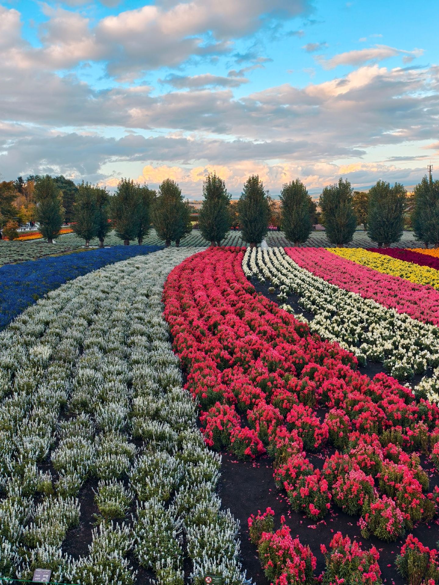 Free entry! Wander Furano’s legendary lavender hills