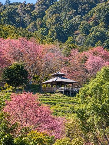 Khun Wang, Chiang Mai | Witness the Pink Wild Himalayan Cherry Blossoms in Full Bloom Across the Valley