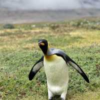 Antarctica, South Georgia, Falkland 