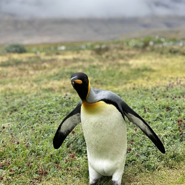 Antarctica, South Georgia, Falkland 