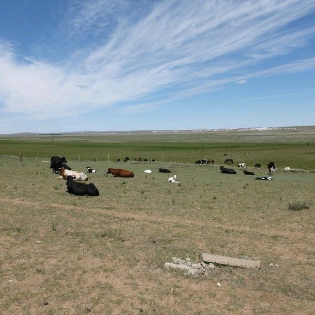 Mongolian Yurts in Xilamuren Grassland 🇨🇳