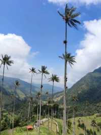 Cocora valley 