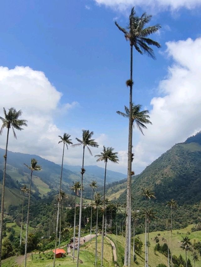 Cocora valley 