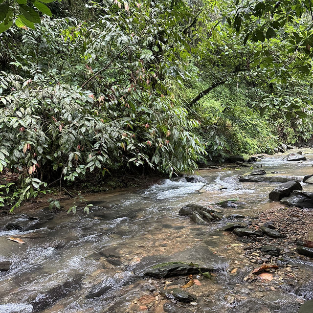A perfect day in North Sumatra Bukit Lawang Jungle with Orangotans
