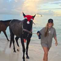 Riding and Washing race horses at Pebbles Beach Barbados 🇧🇧😍