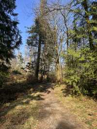 Into the woods