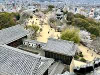 See the spectacular Cherry Blossoms @ Matsuyama Castle 