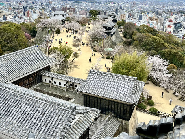See the spectacular Cherry Blossoms @ Matsuyama Castle 