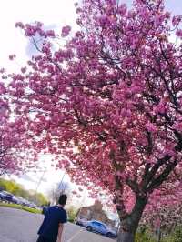 April summer blossoms in Newcastle 