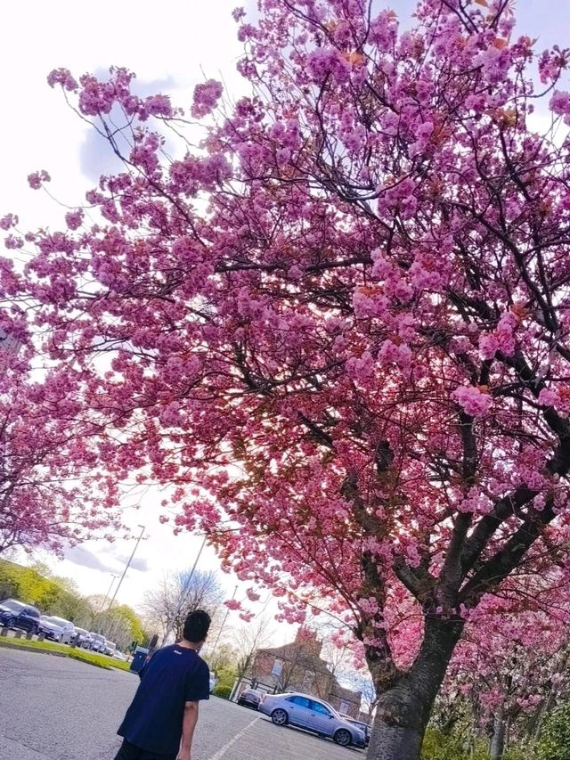 April summer blossoms in Newcastle 