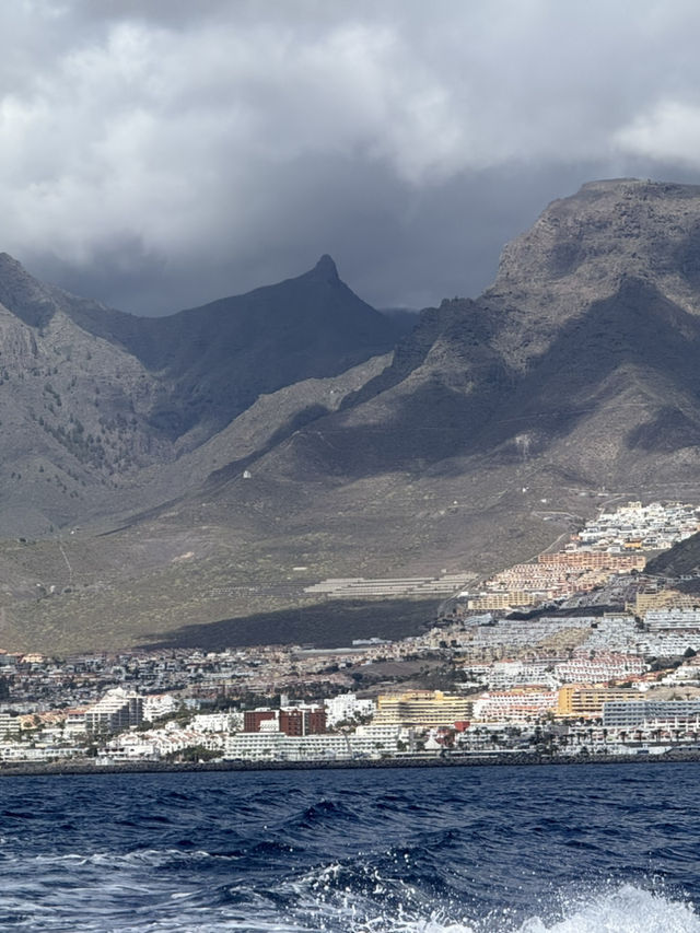 🌊 Ocean Magic: Dolphin and Whale Watching in Tenerife!