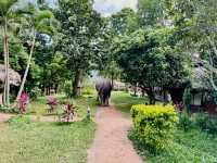 🐘 Morning Trumpets & Mud Baths – Life at Chai Lai Orchid 🌿