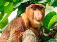 Wild Borneo Awaits: Exploring Bako National Park, Malaysia
