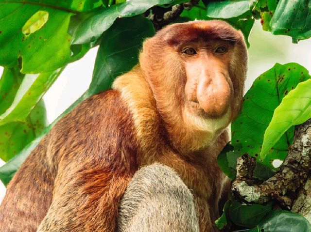 Wild Borneo Awaits: Exploring Bako National Park, Malaysia