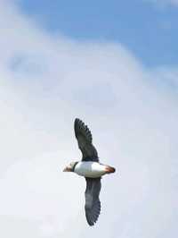 Puffin Watching on the Isle of May – A Seabird Safari to Remember!