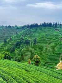⛰️ Mengding Mountain – The Ancient Cradle of Chinese Tea