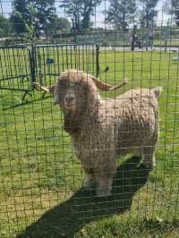 manorafon farm visit 