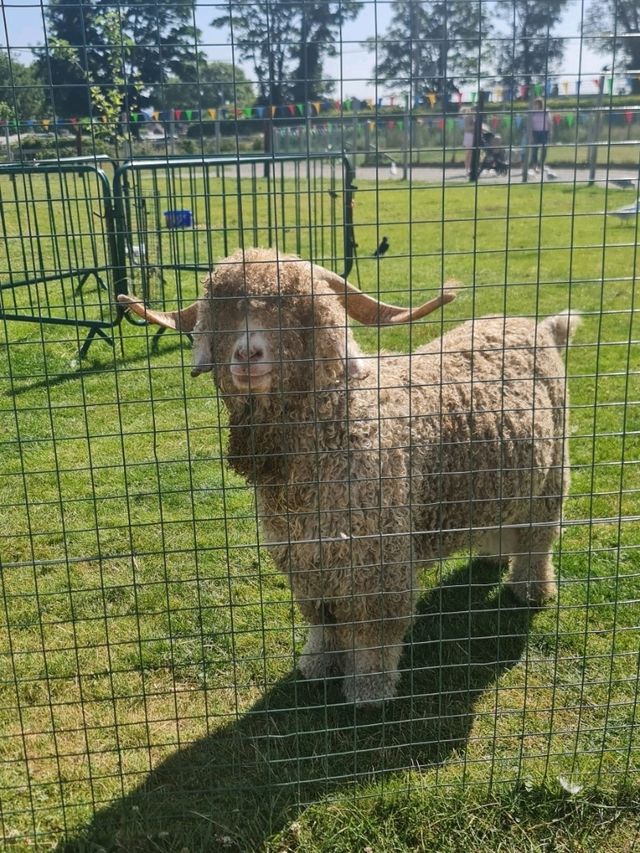 manorafon farm visit 