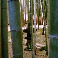 Tokyo’s Green Side: Parks, Gardens & Hidden Nature