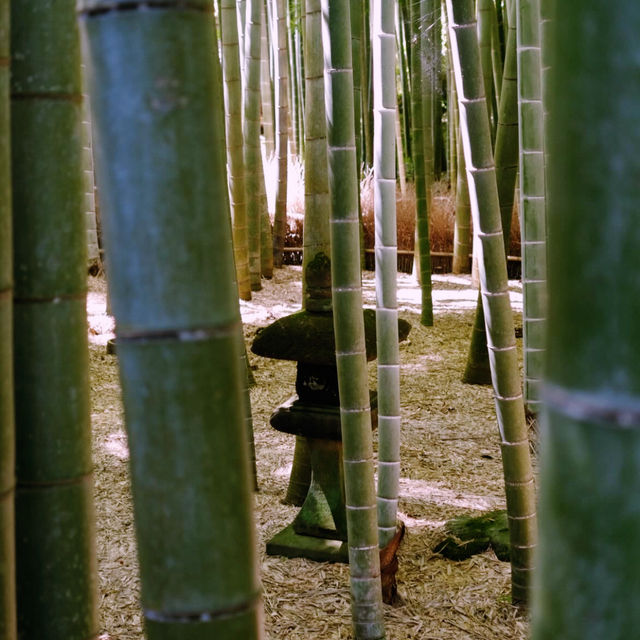 Tokyo’s Green Side: Parks, Gardens & Hidden Nature