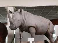 Tadas Ivanauskas Zoological Museum