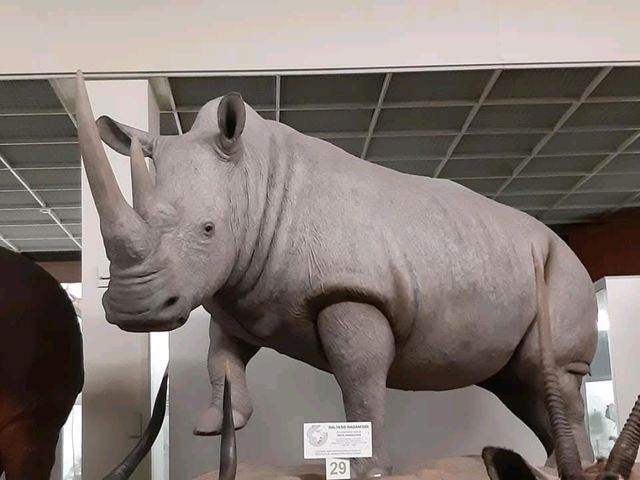 Tadas Ivanauskas Zoological Museum