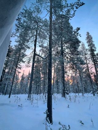 Snowy Forest Dream🌲