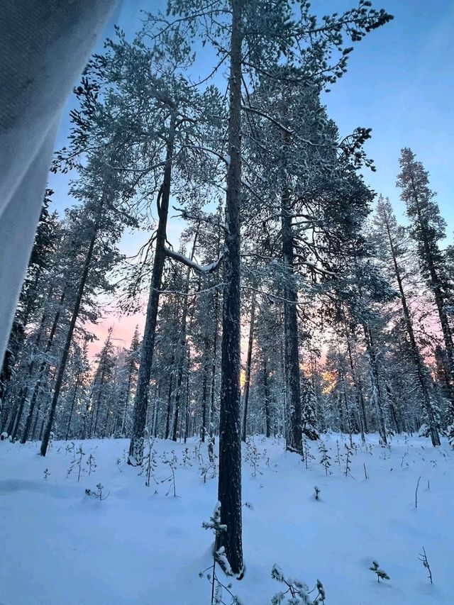 Snowy Forest Dream🌲 Snowy Forest Dream🌲