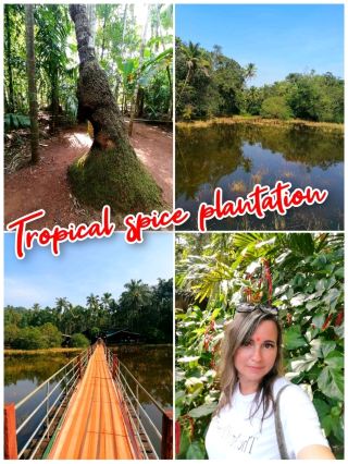 果阿香料種植園：一個真實的故事🌿