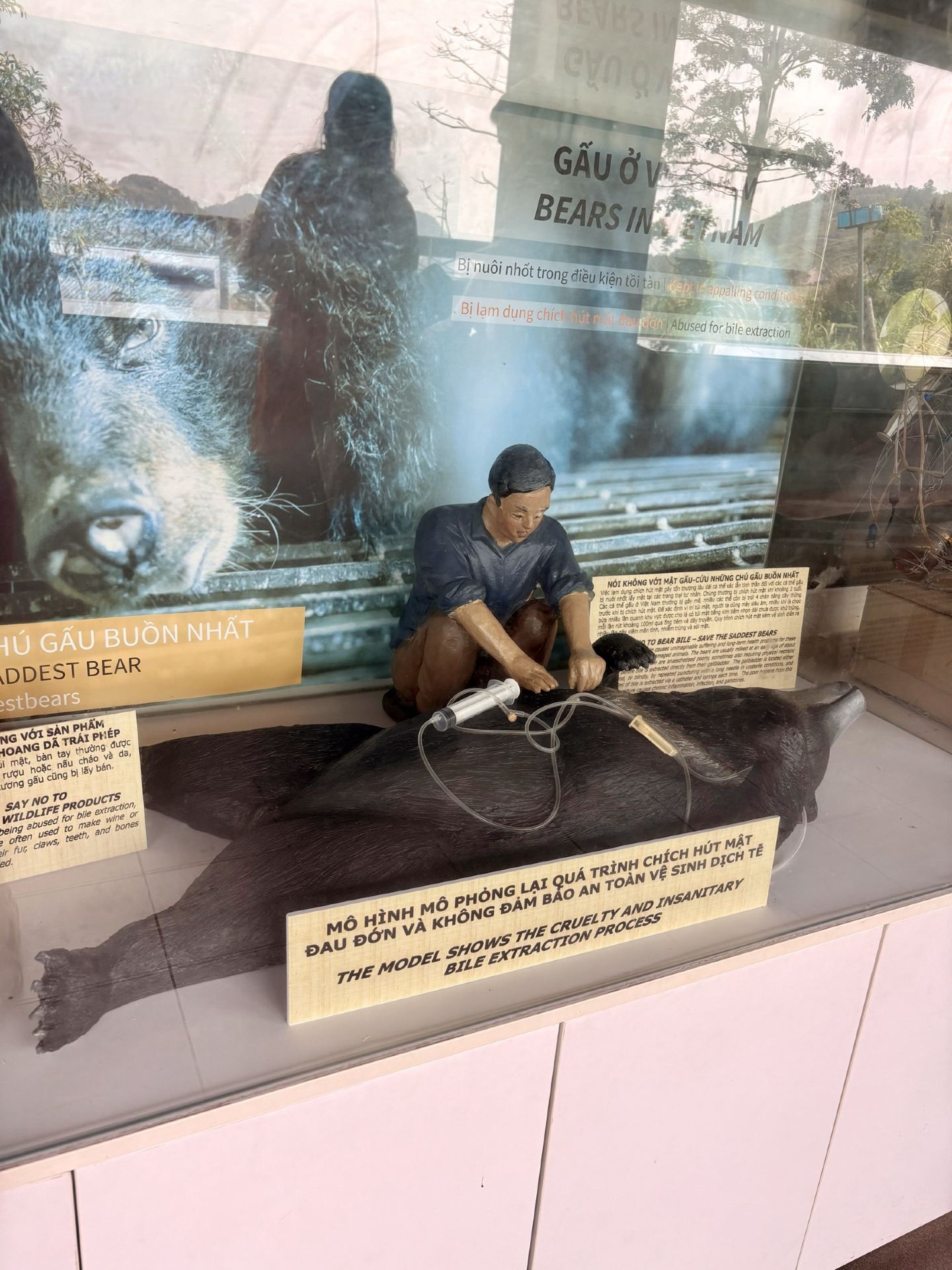 สถานที่ท่องเที่ยวลับในนิงบิงห์: เยี่ยมชมศูนย์อนุรักษ์หมีโฟร์พาวส์ 🐻