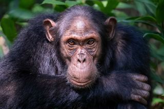 Kibale National Park: Where Chimpanzees Rule the Forest