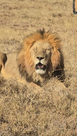 Unforgettable Tanzania Safari Adventure: A Seamless and Memorable Journey