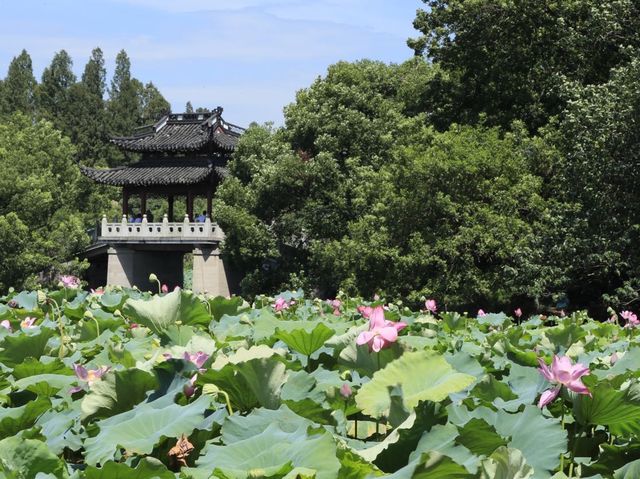西湖十景之麴院風荷
