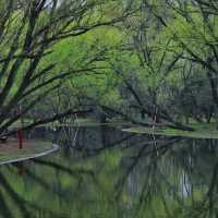 Shanghai Gongqing Forest Park🪵