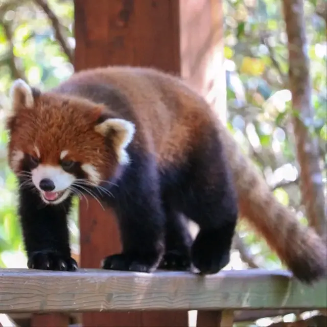 A Wild Adventure Awaits 🐼🌳🌿