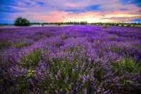 Provence | Lavender Field Travel Guide