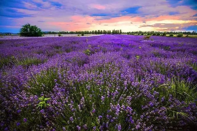 Provence | Lavender Field Travel Guide