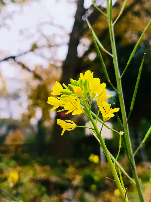 華嚴寺