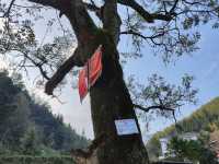 藍山谷楓葉，大自然的色彩比濾鏡艷麗