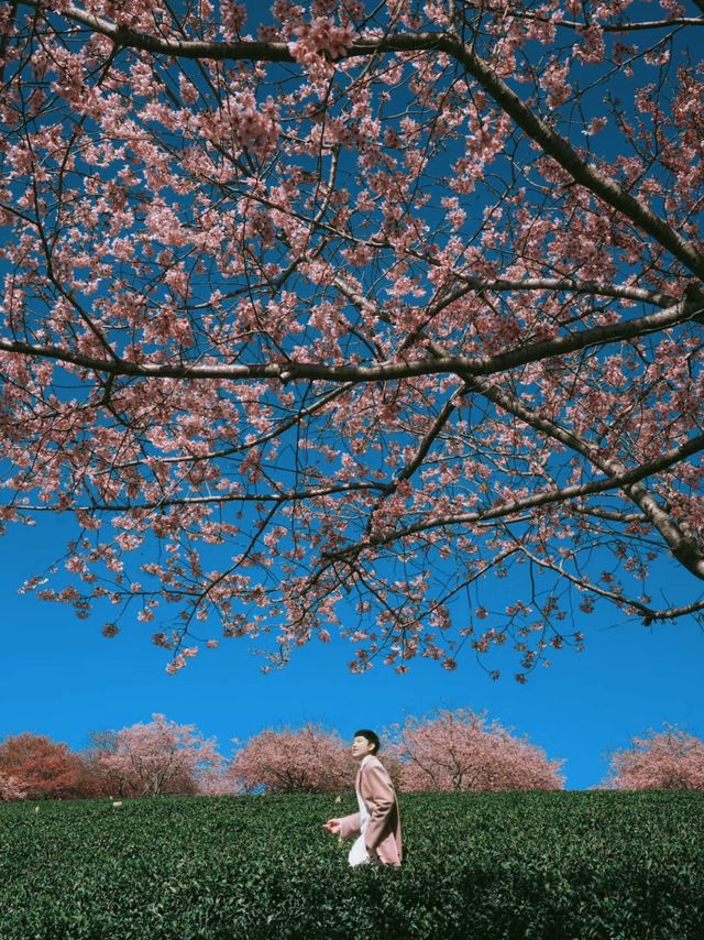 坐粉紅色小火車宮赴福建最美賞櫻之地 坐粉紅色小火車宮赴福建最美賞櫻之地