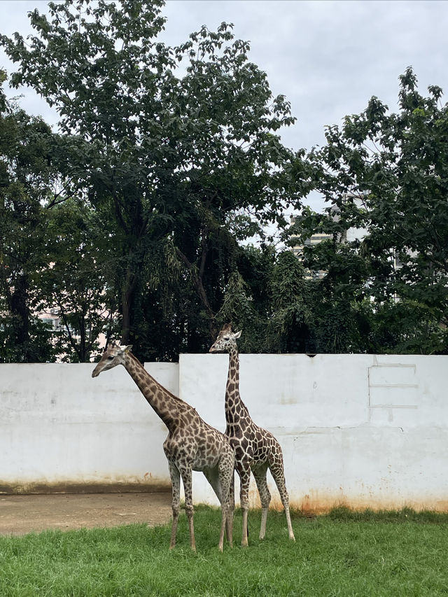 一起跟萌娃玩轉昆明動物園！