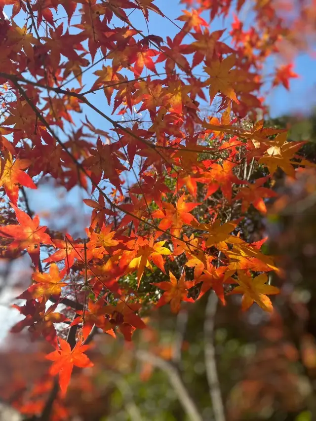 岚山宝严院の紅葉は爆発的に存在しています